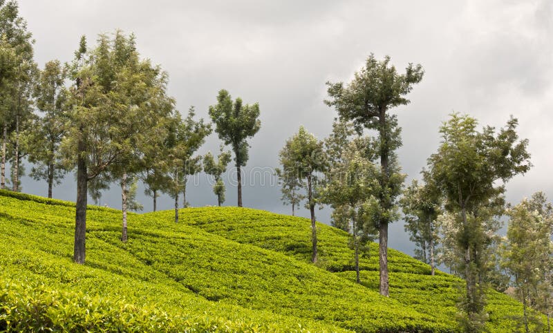 Tea plantations, Sri Lanka