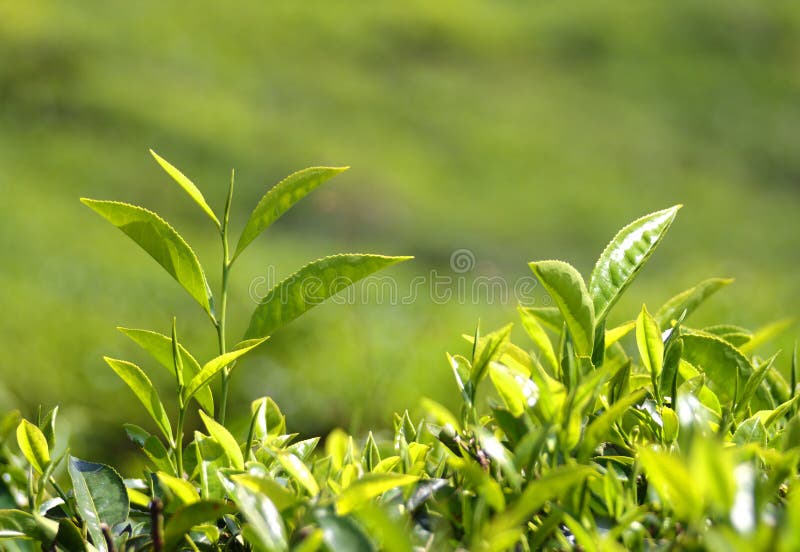 Tea plants