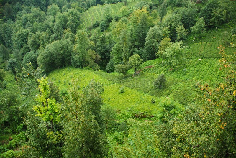 Tea Plants