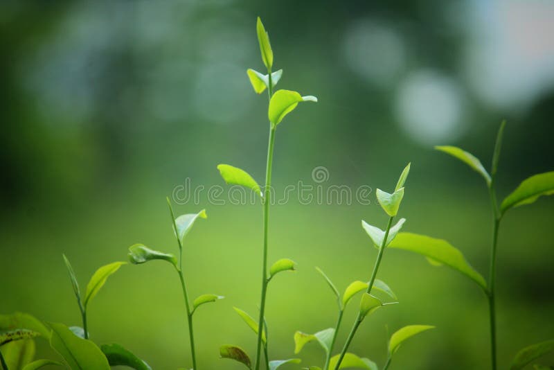 Tea plants Assam tinsukia India