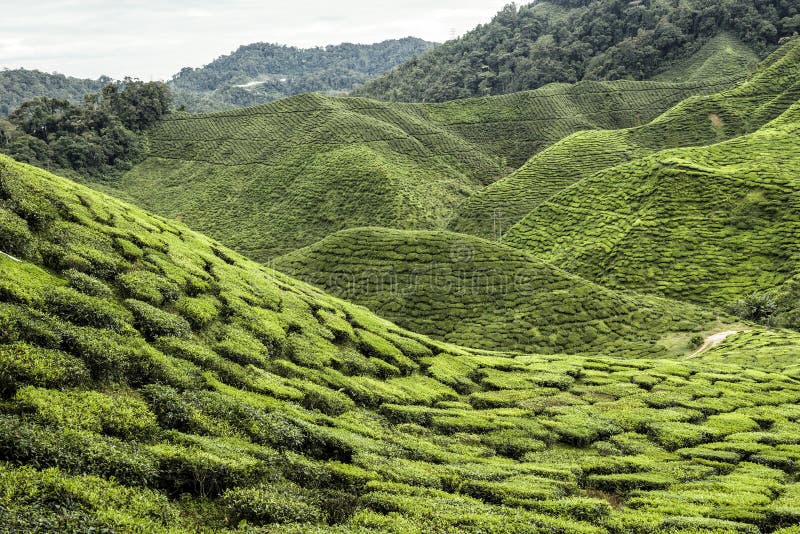 Tea Plantation, Cameron Highland, Malaysia Stock Photo ...