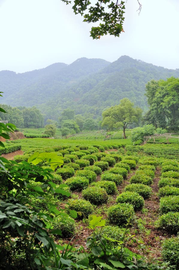 Tea plants fields
