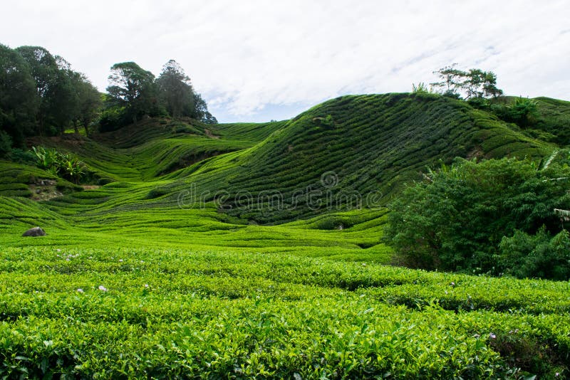 A tea plantage in Malaysia