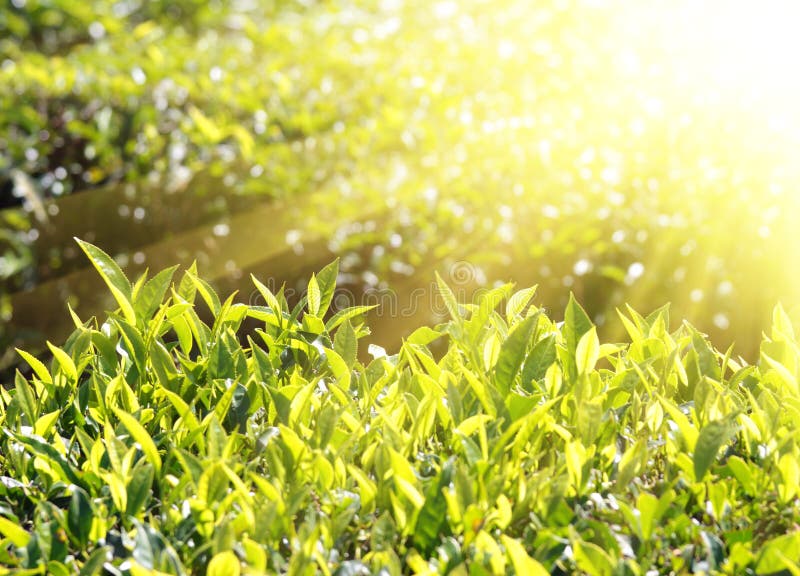 Tea plants in sunbeams