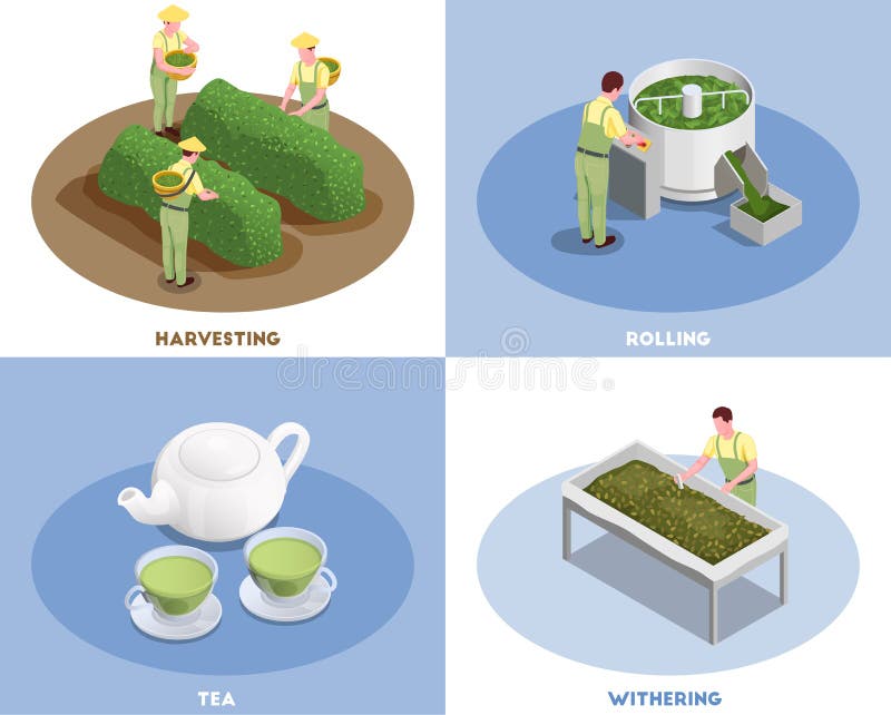 Tea Production Isometric Concept Stock Vector Illustration of icon