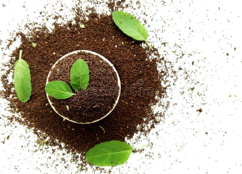 Tea Raw Leaves stock photo. Image of beverages, basal 98561874