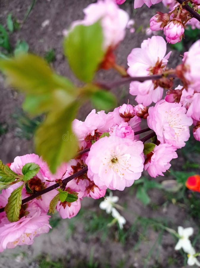 Tea rose in the garden stock image. Image of rose, garden 250146677
