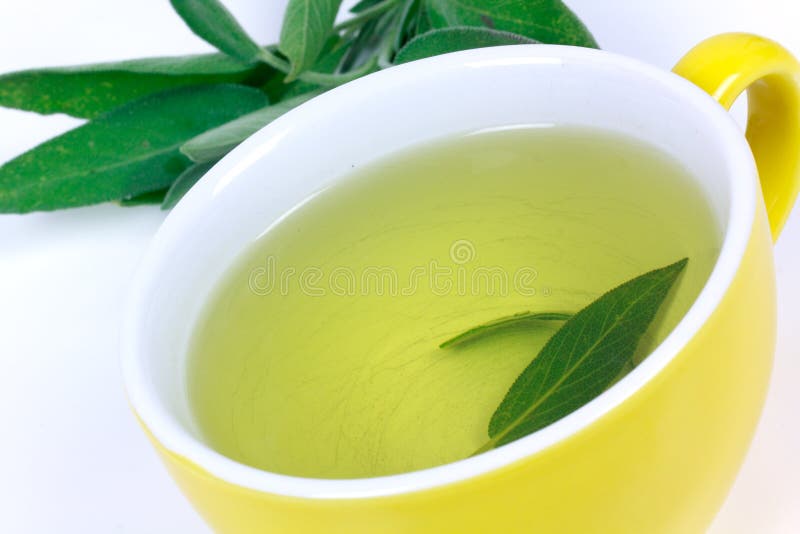 Tea of Sage Plant stock photo. Image of garden, aromatic 10926926