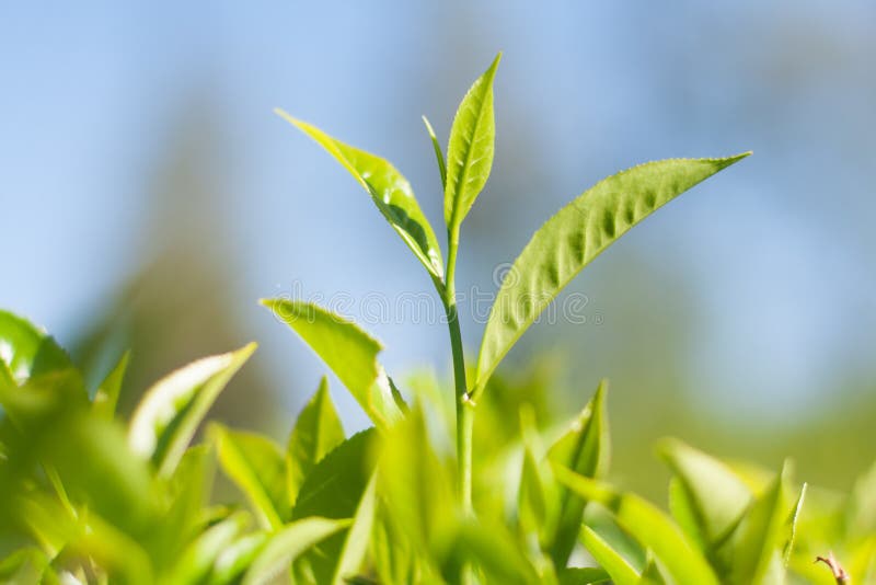 Tea sprout stock photo. Image of agriculture, morning 25298628