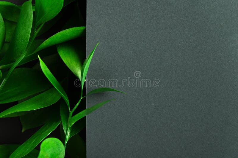 Tea tree green leaves on dark background. Foliage backdrop with copyspace. Botanical composition, eco product presentation idea. royalty free stock photos Tea tree green leaves on dark background. Foliage backdrop with copyspace. Botanical composition, eco product presentation idea. royalty free stock photos