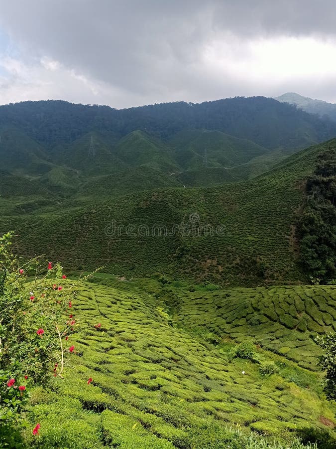 Tea Valley, Cameron Highland Stock Photo Image of green, plateau
