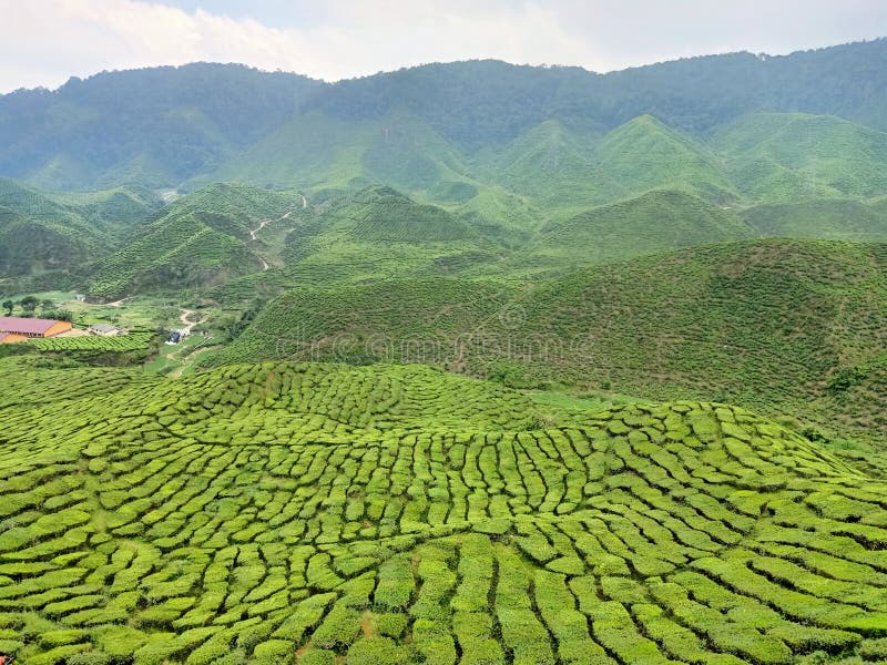 Tea Valley, Cameron Highland Stock Photo Image of mountain, landscape