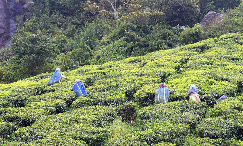 Tento je fotografie z čaj pracovníci pracovné v čaj záhrada v,,.