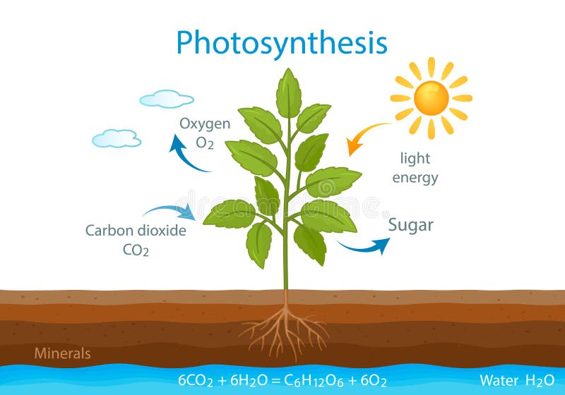 Cellular Respiration Stock Illustrations 118 Cellular Respiration Stock Illustrations Vectors Clipart Dreamstime