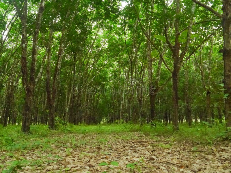 Teak plantation stock image. Image of long, environment 35932379