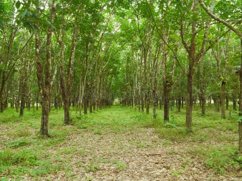 Teak plantation stock image. Image of long, environment 35932379
