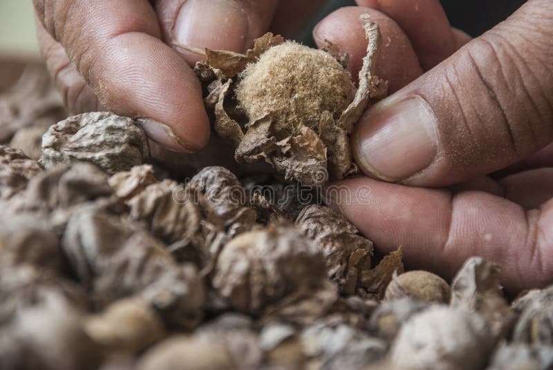 Teak seeds stock photo. Image of tree, teak, tectona 100555966