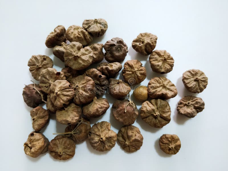 Teak seeds stock image. Image of seeds, nature, teak 141871837