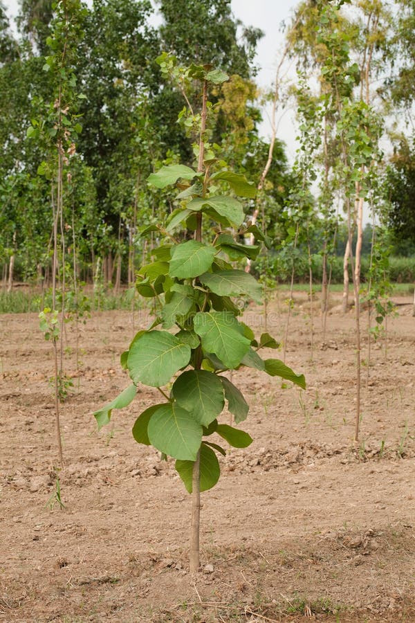 Teak trees plantation