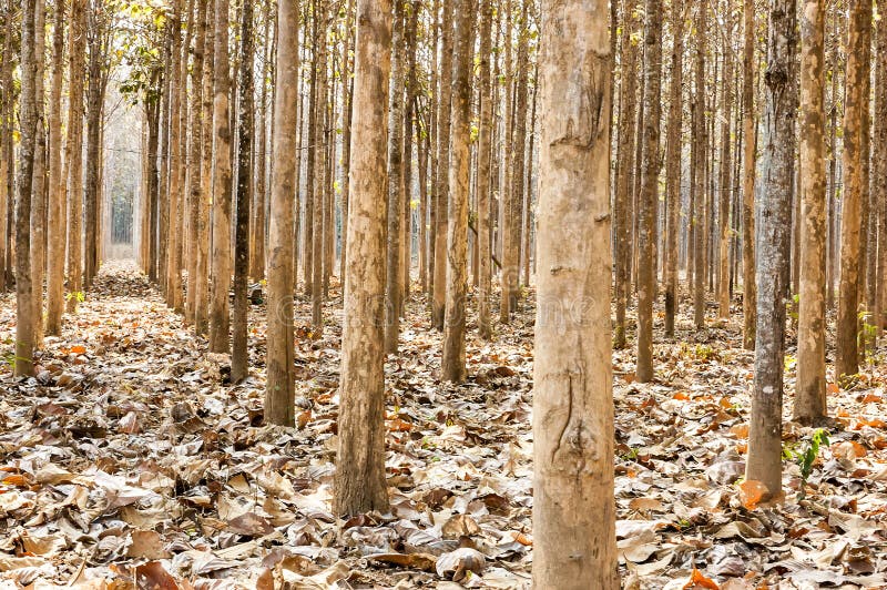 Teak wood farm stock image. Image of tropical, wood, forest 64982517