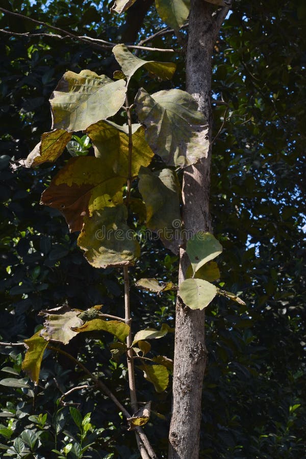 Teak wood tree in forest stock photo. Image of carpentry 260410448