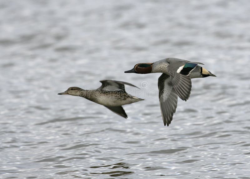 Teal, Anas crecca royalty free stock photo