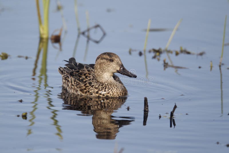 Teal, Anas crecca stock image