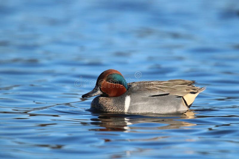 Teal Swimming à ailes par vert sur l'eau bleue photographie stock libre de droits