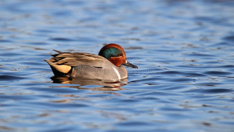 Teal Swimming à ailes par vert sur l'eau bleue image stock