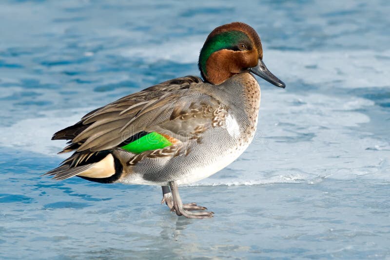 Teal viridipenne image libre de droits