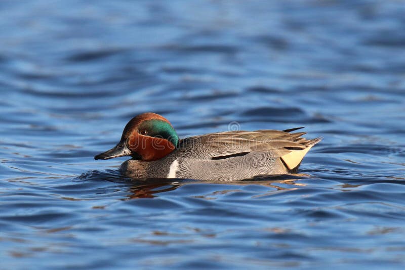 Teal à ailes par vert de natation images stock