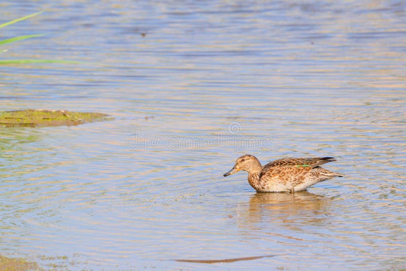 Teal à ailes vertes photos libres de droits
