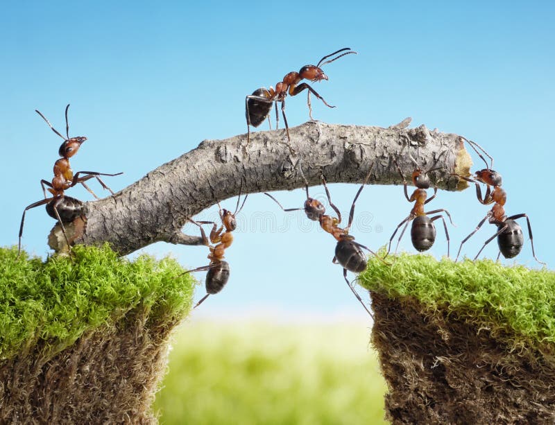 Un equipo de hormigas construcción puente acceso, trabajo en equipo.