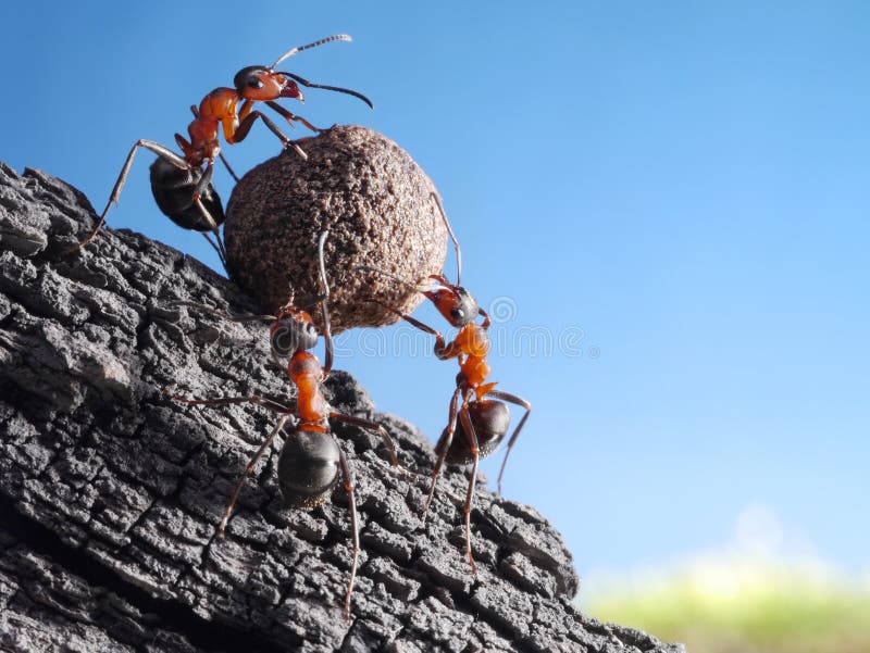 Tím mravce sa valí kameň do kopca, tímovej koncept.