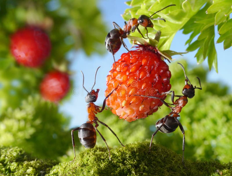 Un equipo de hormigas asamblea, agricultura trabajo en equipo.