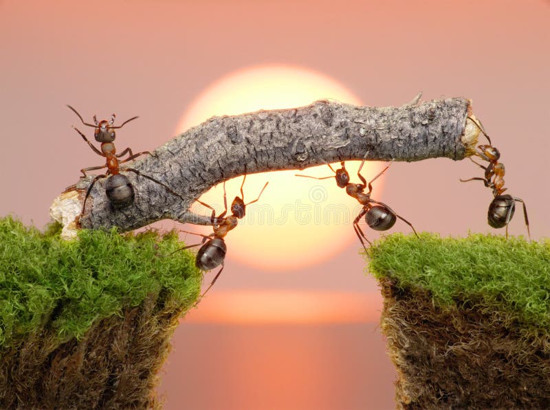 Team of ants work constructing bridge, teamwork