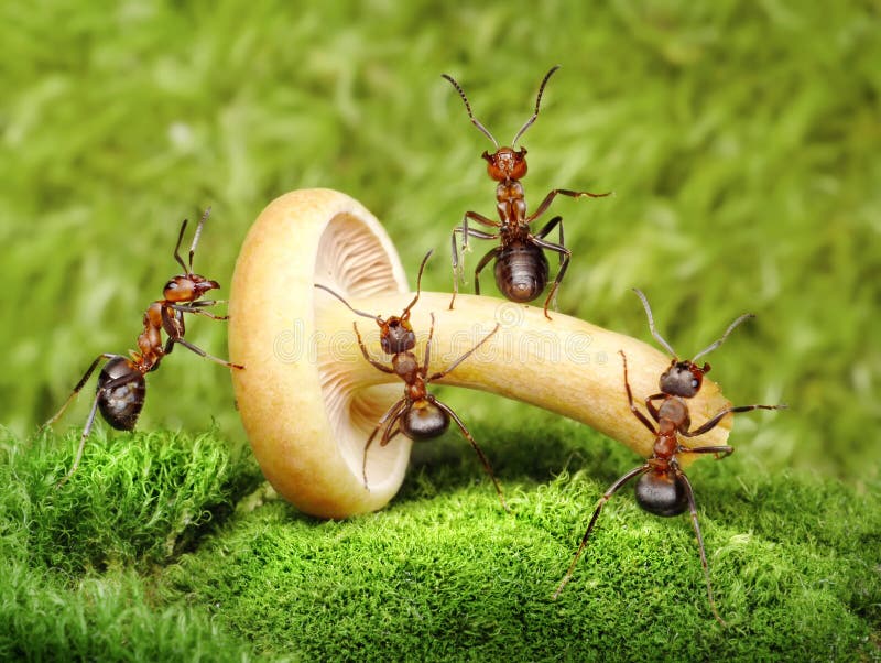 Team of ants work with mushroom, teamwork