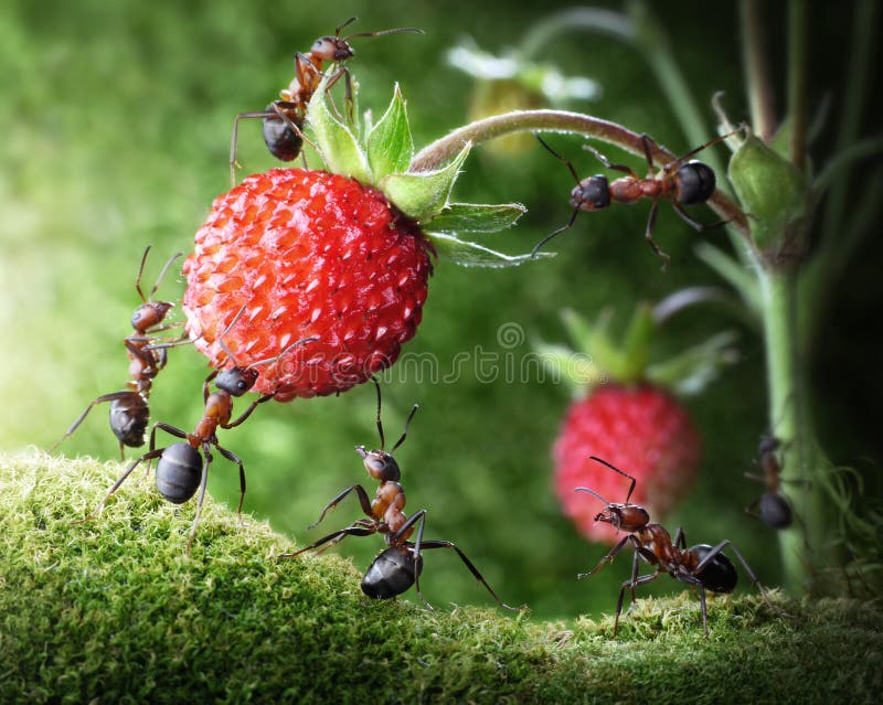 Team dat van mieren wilde aardbei, groepswerk plukt