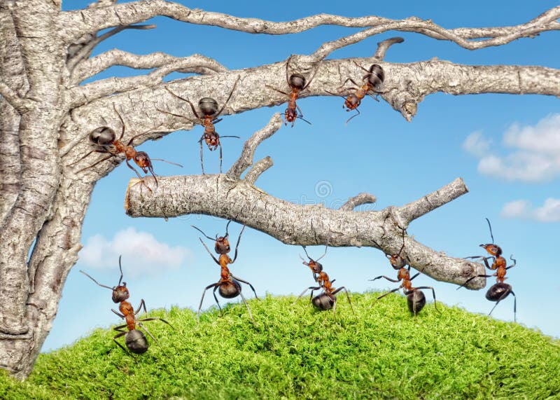 Team der Ameisen, die Zweig vom alten Baum nehmen stockbilder Team der Ameisen, die Zweig vom alten Baum nehmen stockbilder