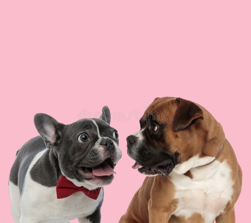 can a boxer and a bulldog be friends