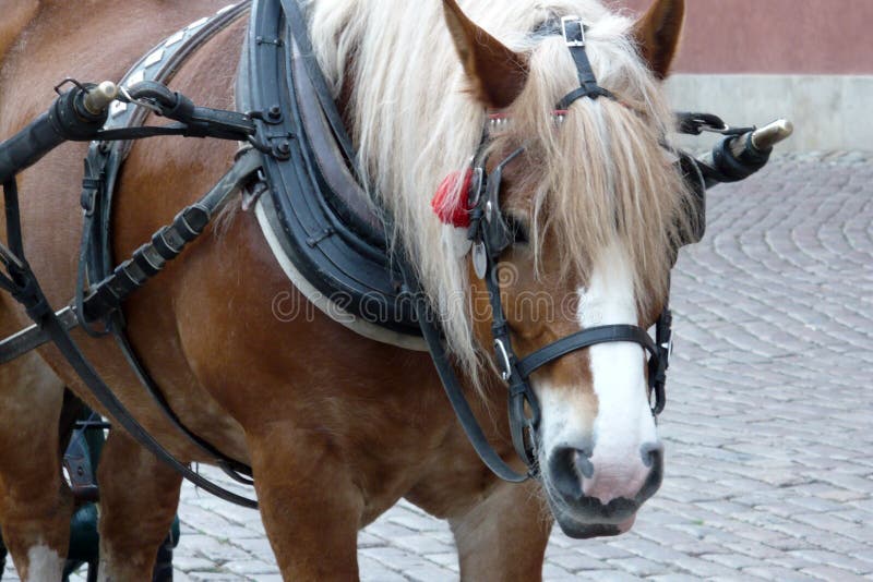 Van der Wiel introduces new training harness for hackney and Dutch harness  horses - Hoefnet nieuws over in- en outdoor menwedstrijde