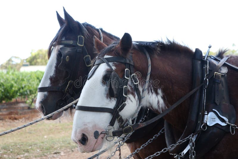 Team of horses stock photo. Image of rural, road, force 14997468