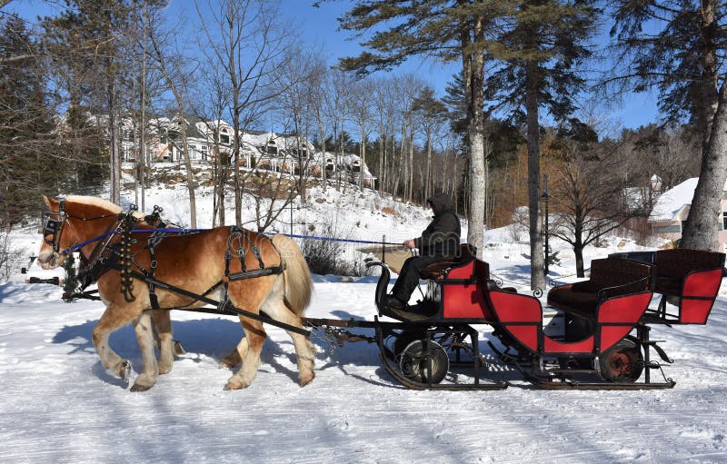 Team of Horses Pulling a Sleigh in the Snow Stock Image Image of