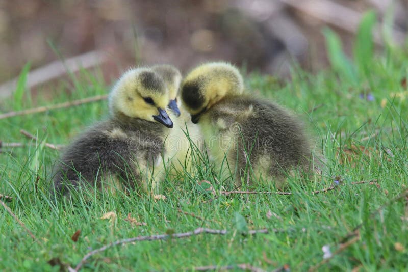 Tím Chúli Tri načechraný Canada Goose húsatkami dali hlavy dohromady.