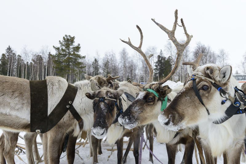 Team of northern deer stock photo. Image of taiga, national 53301566