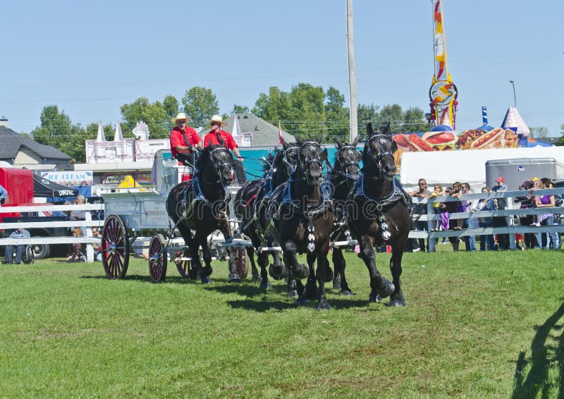 Team of Percheron Draft Horses Pulling a Wagon stock image