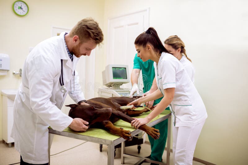 Team of professional veterinarian doing ultrasound exam to sick stock images Team of professional veterinarian doing ultrasound exam to sick stock images