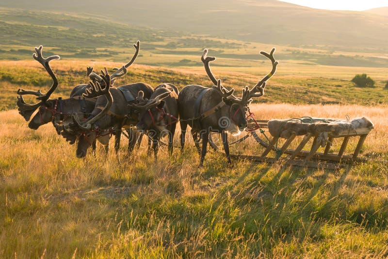 A team of reindeer sleds with sledges in the backlight