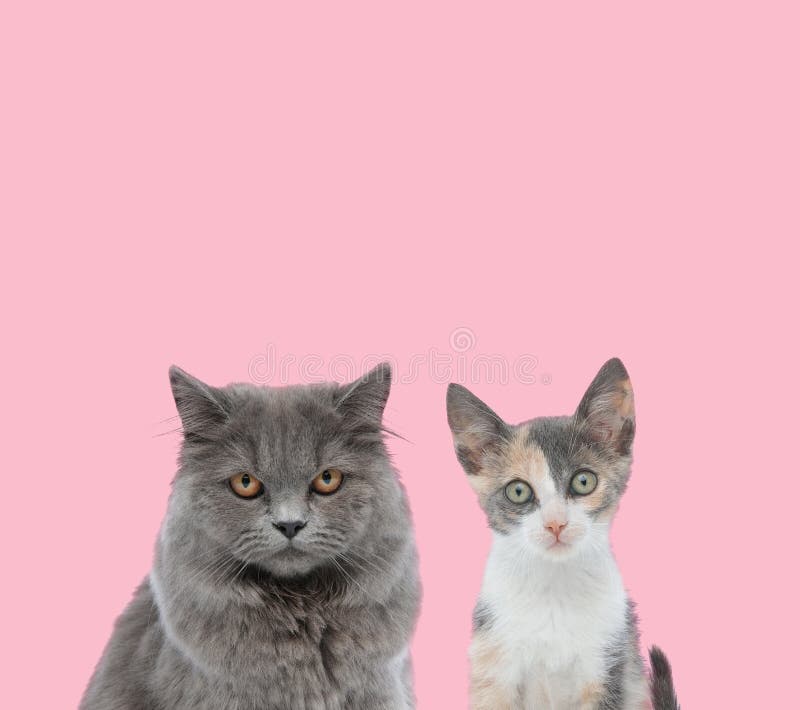 Đội hai chú mèo trên nền hồng sẽ khiến bạn cười toe toét. Với những đôi mắt tinh nghịch, khuôn mặt đáng yêu và tư thế dễ thương, chúng tôi tin rằng bạn sẽ không thể rời mắt khỏi những hình ảnh này. Hãy xem và chia sẻ cùng bạn bè nhé!