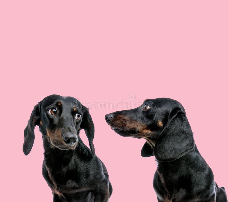 Đội nhóm chó teckel trên nền hồng chắc chắn là một cảnh tượng đáng yêu để xem. Hình ảnh sẽ giúp bạn khám phá một cách sinh động về sự đoàn kết và trung thành của chó với đội nhóm, cùng với sắc hồng ngọt ngào ở nền hình.